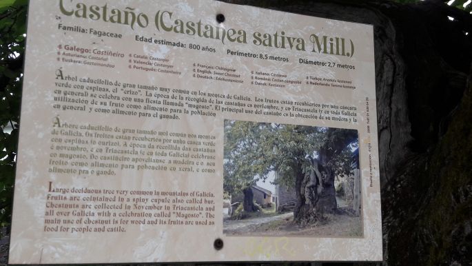 El Camino, Francia Út, Galícia, a 800 éves gesztenyefa