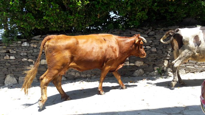 El Camino, Francia Út, Galícia, marhák