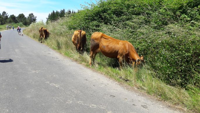 El camino, Francia Út, marhák az út szélén