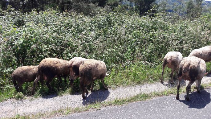 El camino, Francia Út, birkák az út szélén