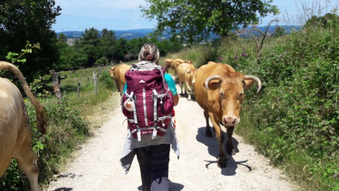 El camino, Francia Út, marhák az úton, szembe forgalom :-)