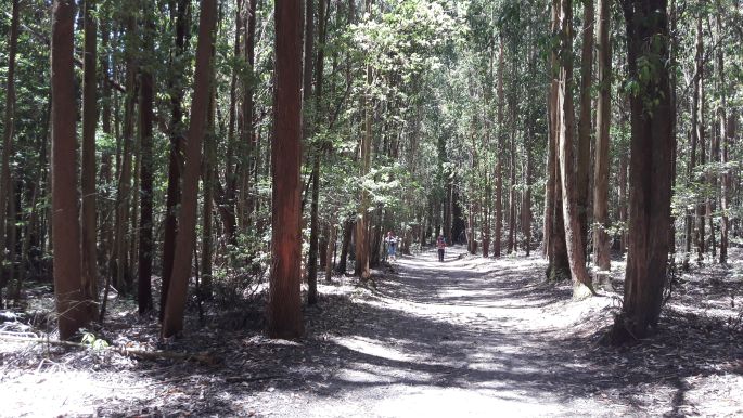El camino, Francia Út, eukaliptusz erdő Galiciában