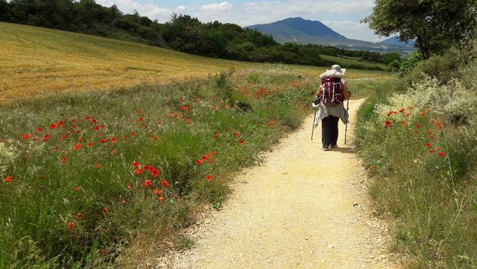 El Camino, Francia Út, gyalogút pipacsokkal és Erikával