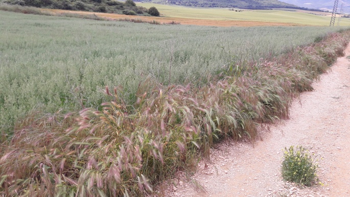 El Camino, Francia Út, gyalogút útszélen ringatózó növényekkel