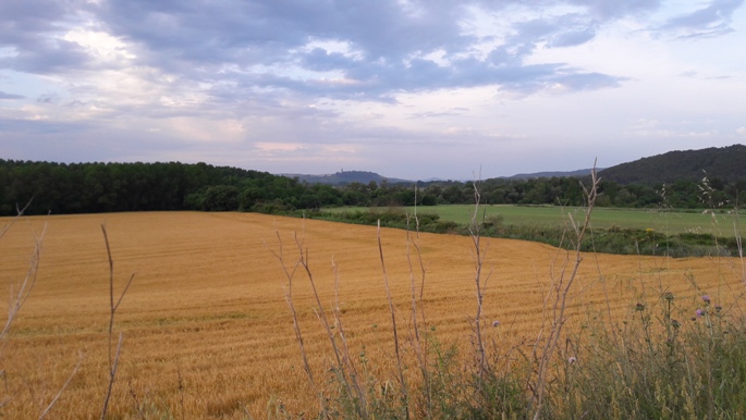 El Camino, Francia Út, búzamező