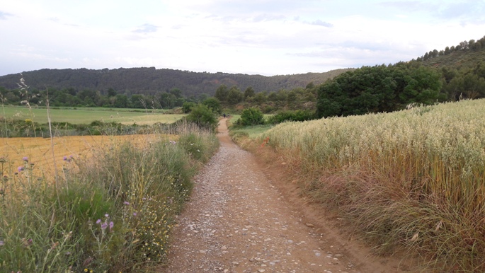 El Camino, Francia Út, búzamező