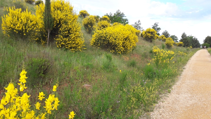 El Camino, Francia Út, sárga virágos bokrok