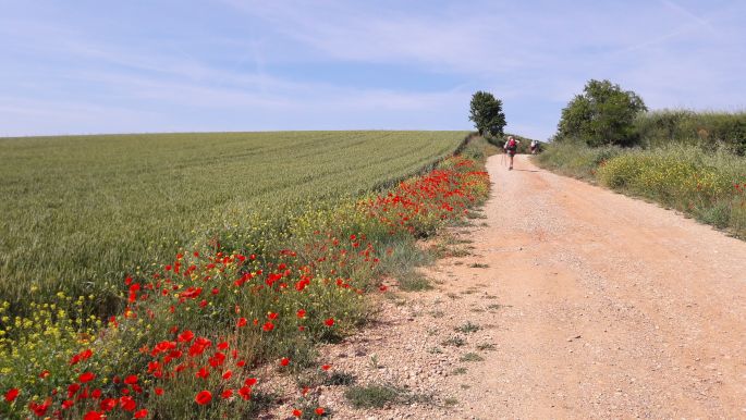 El Camino, Francia út, pipacsok az út szélén