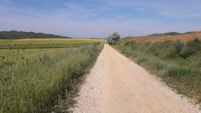 El Camino, Francia út, pipacsok az út szélén