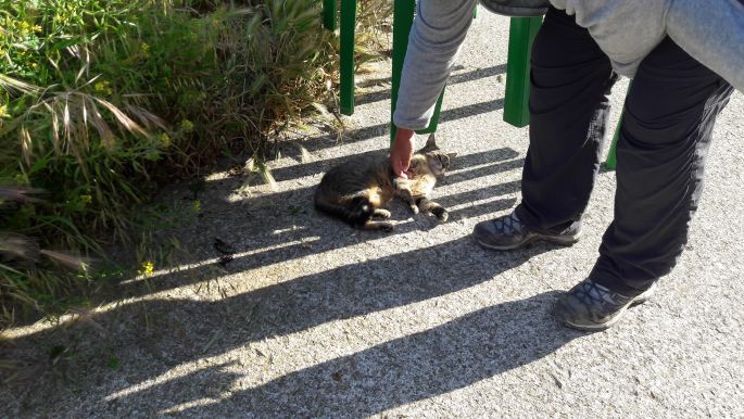 El Camino, hízelgő cica az út mentén