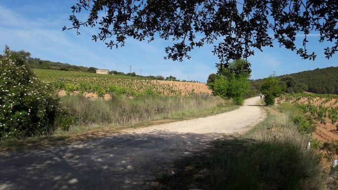 El Camino, Francia Út, még mindig a fa alatt ülünk a kövön