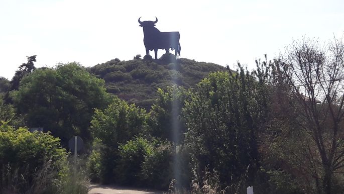 El Camino, Francia Út, a bika közelebbről, még mindig büszke :-)