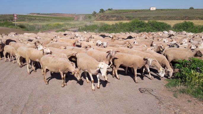 El camino, Francia Út, birkanyáj