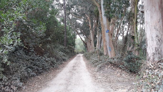 El Camino Costa, Portugál parti út, erdő