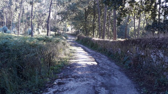 Portugál Camino Costa, szép erdei út