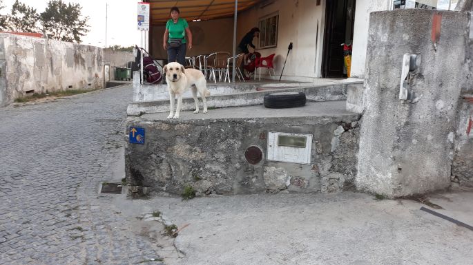 Portugál Camino Costa, útszéli bár kutyával