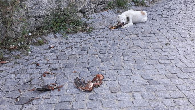 Portugál Camino Costa, csirkét marcangoló kutya