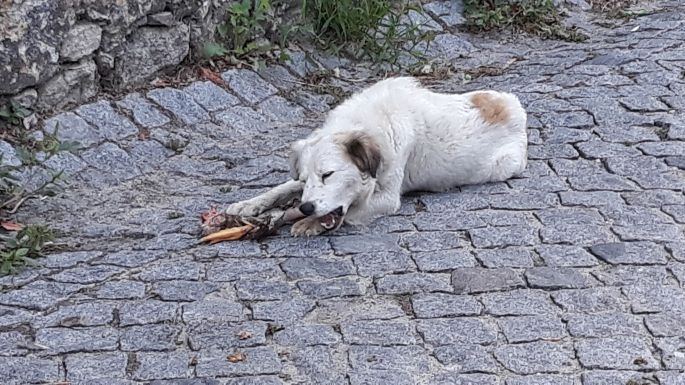 Portugál Camino Costa, csirkét marcangoló kutya