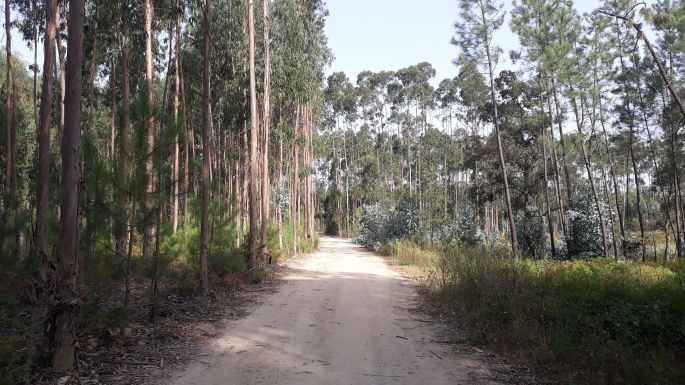 Portugál camino, eukaliptusz erdő