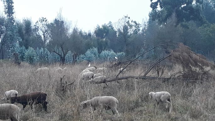 Portugál camino, birkák és madarak szimbiózisa