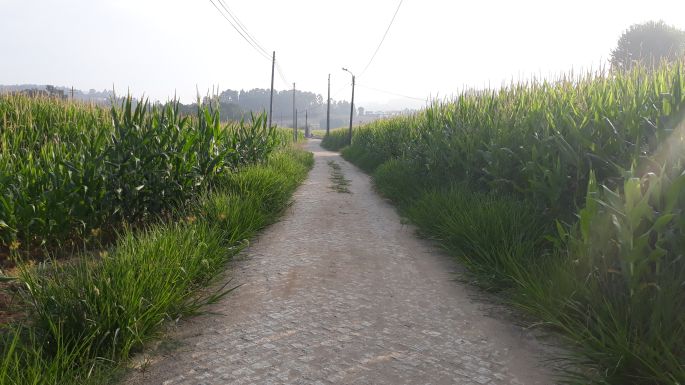 11_portugal_camino_ut.jpg