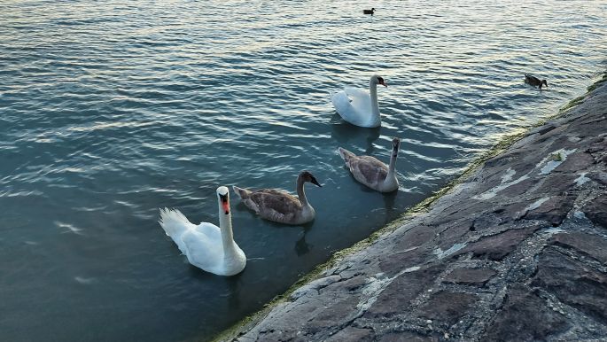 Balatonkenese, a Balaton hattyúkkal.