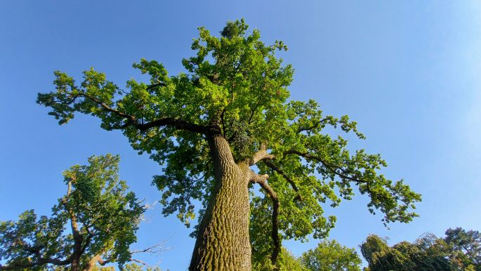 Balaton túra, a keszthelyi Festetics Kastély belső kertje, fák lombkoronái