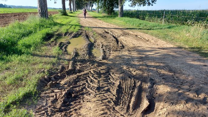 Balaton túra, Fenyves allé, a 6 km hosszú védett fasor