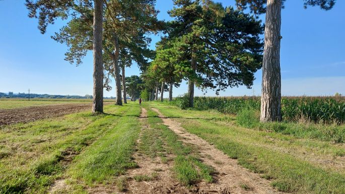 Balaton túra, Fenyves allé, a 6 km hosszú védett fasor