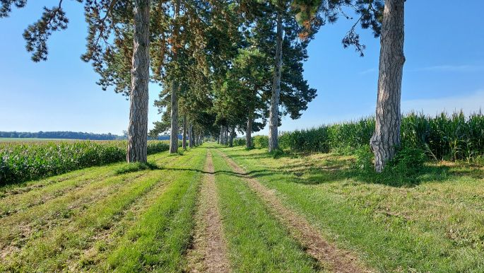 Balaton túra, Fenyves allé, a 6 km hosszú védett fasor