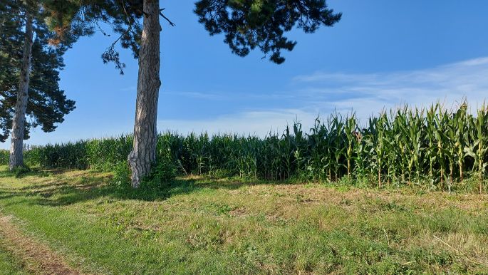 Balaton túra, kukoricatábla a 6 km hosszú védett fasor mellett