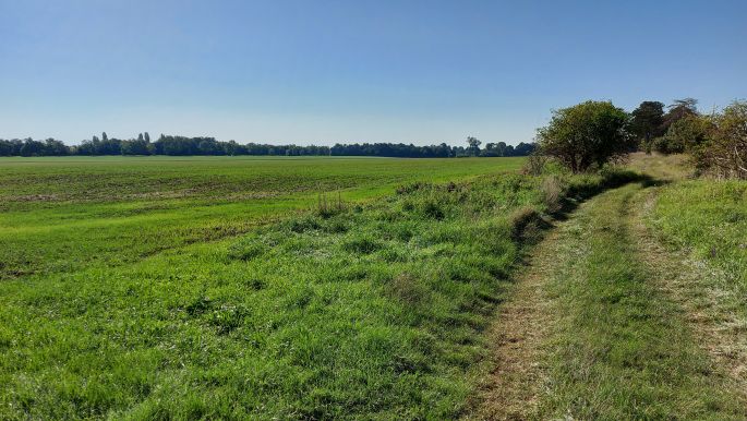 Balaton túra, a 6 km hosszú védett fasor vége kétfelé ágazik