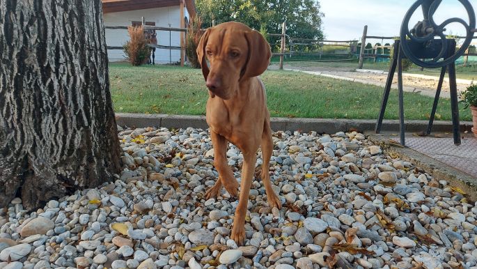 Balaton túra, Balatonberény, a szállásadó cuki vizsla kutyája