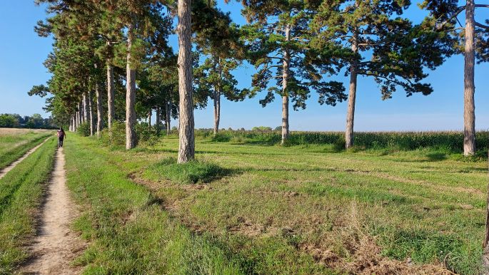 Balaton túra, Fenyves allé, a 6 km hosszú védett fasor