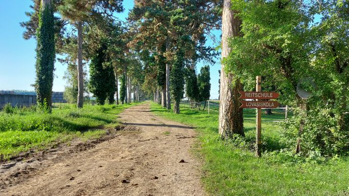 Balaton túra, Fenyves allé, a 6 km hosszú védett fasor