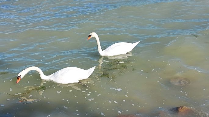 Balaton túra, hattyúk