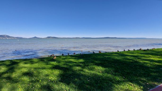 Balaton túra, vadkacsák a parton