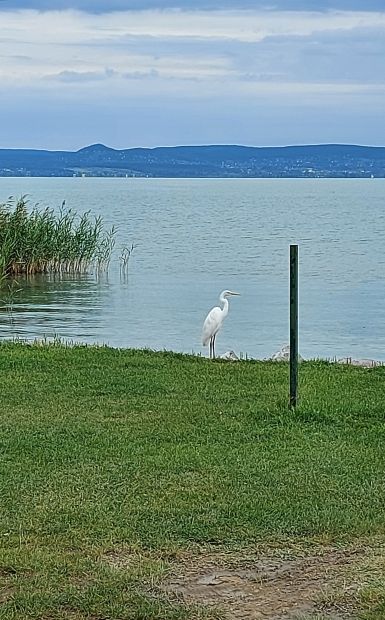 Balaton túra, vízi madarak a part közelében