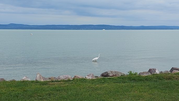 Balaton túra, vízi madarak a part közelében