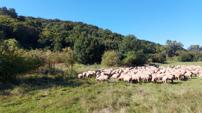 Balaton túra, birkanyáj