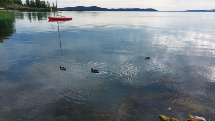 Balaton túra, felhős ég, nyugodt víztükör, kishajók és kiskacsák.