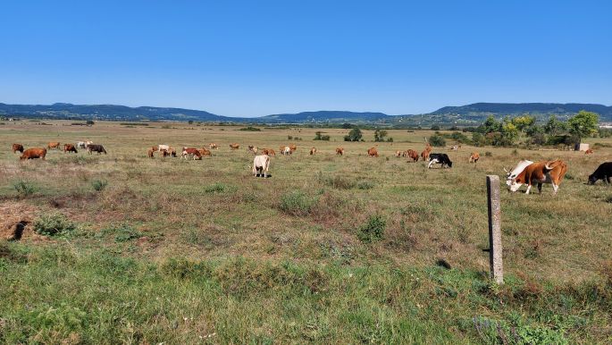 Balaton túra, Balaton-felvidéki bocik Galicia trágyaszaggal