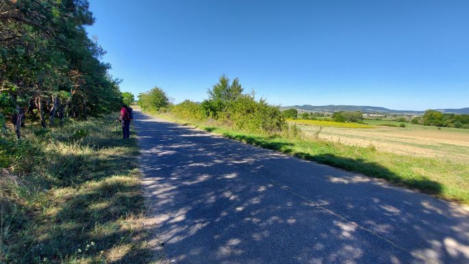 Balaton túra, a szép, átlátható fenyőerdő árnyéka az úton