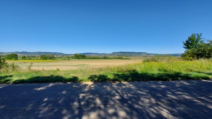 Balaton túra, a szép, átlátható fenyőerdő árnyéka az úton