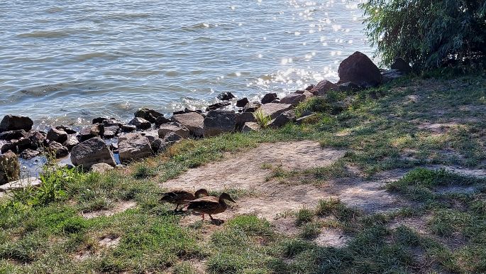 Balaton túra, Vonyarcvashegy, a part vadkacsákkal és a csillogó víztükör