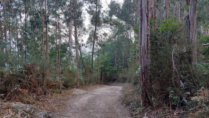 Camino de Muxía, végre földút