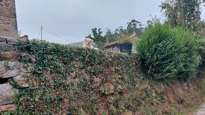 Camino Muxía, kutya figyel a kerítésről