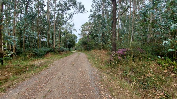 Camino Muxía, erdei út