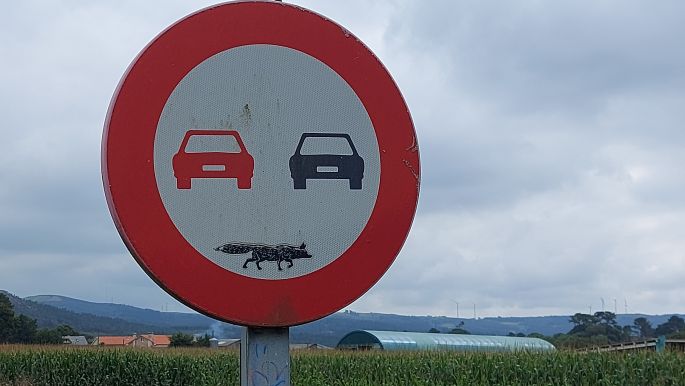 Camino Muxía, országút a ‘farkas veszélyt‘ jelző táblával :-)