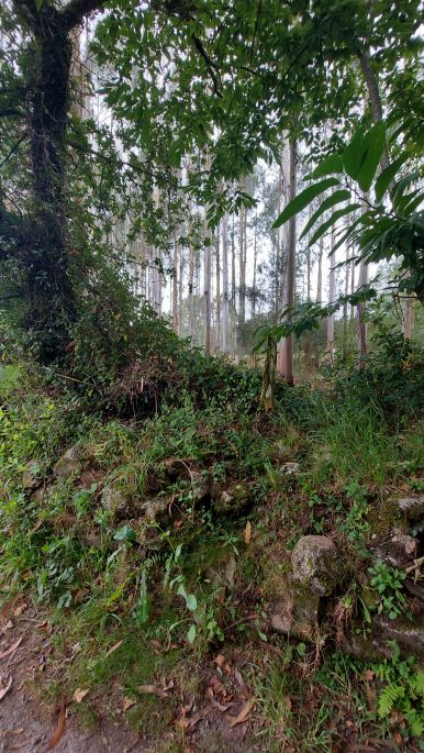 Camino Muxía, az Olviroa utáni szép zöld terület